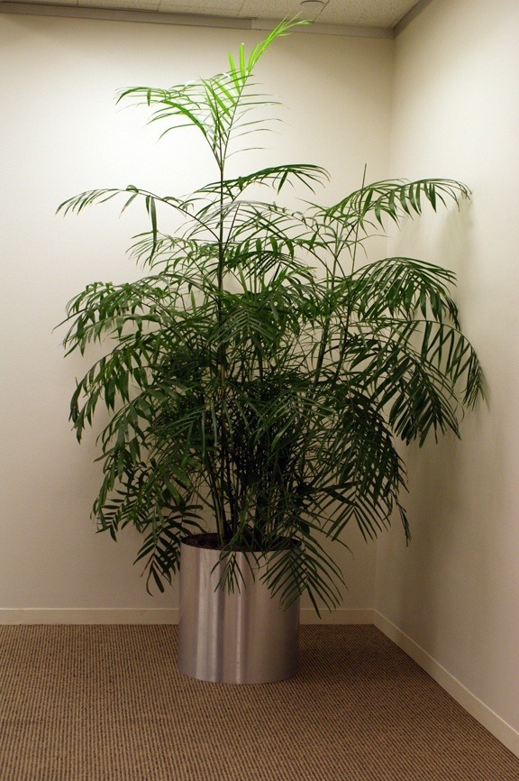 bamboo-palm