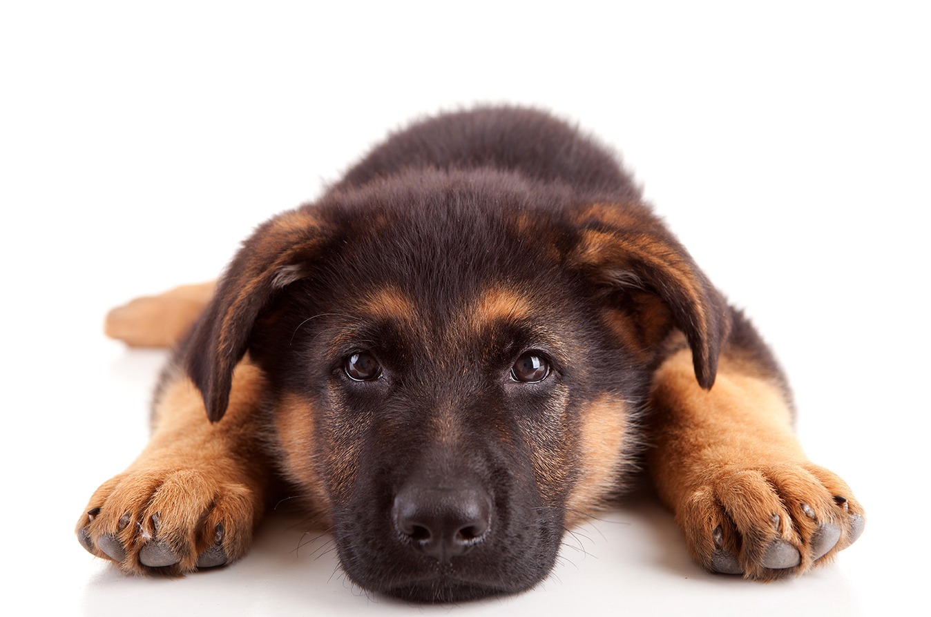 German Shepherd dog
