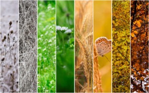 Four seasons collage: Winter, Spring, Summer, Autumn.