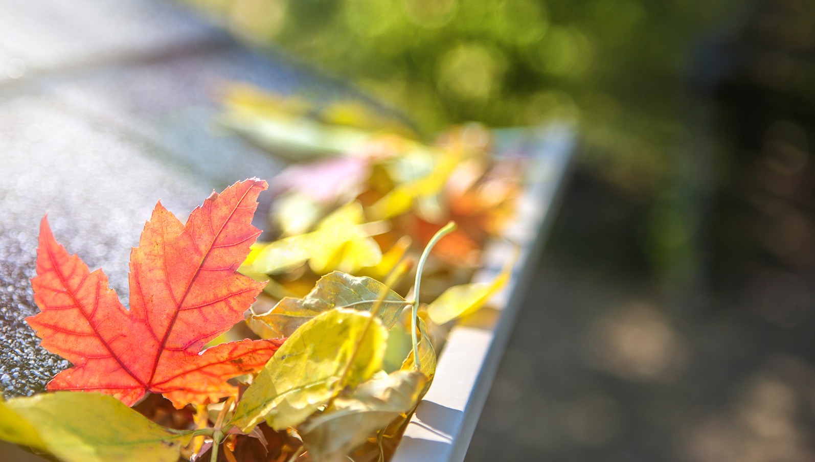 Fall leaves in rain gutter