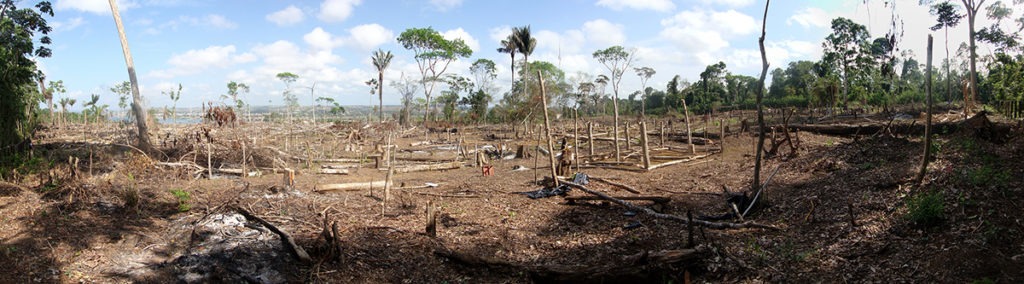 illegal deforestation in brazil