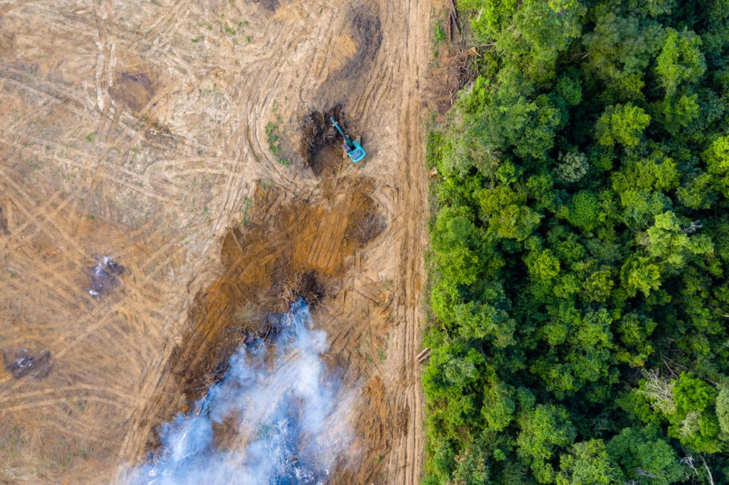 palm oil and rubber plantations