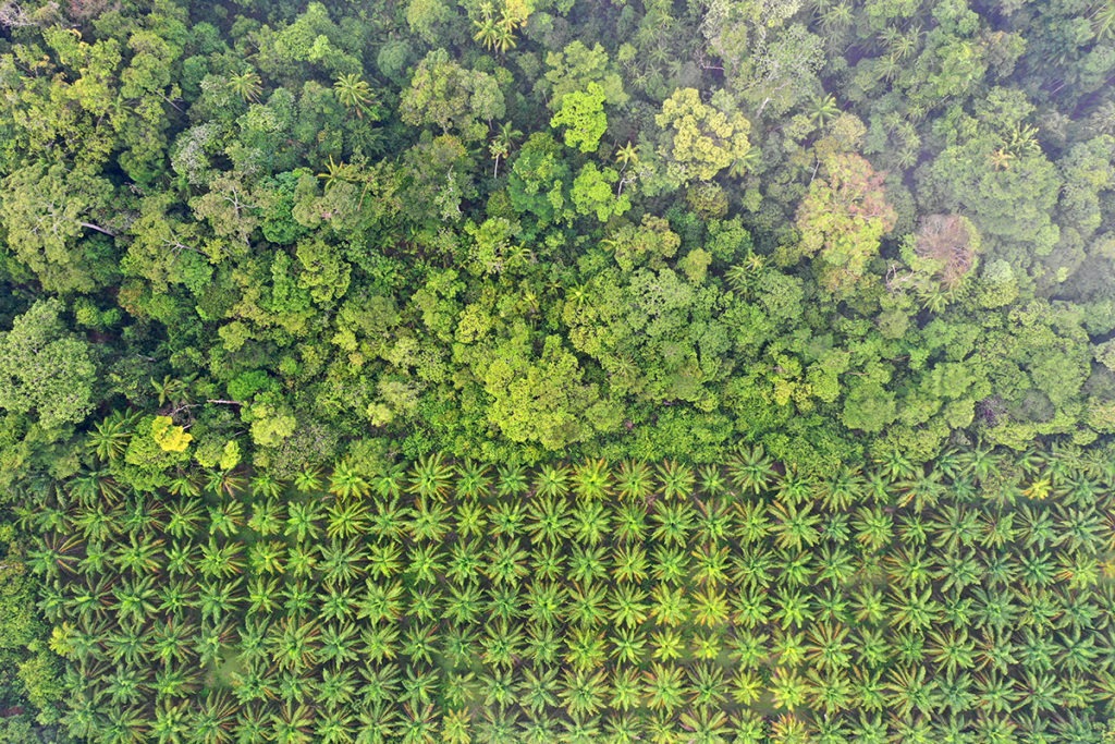 Palm oil plantation at rainforest edge
