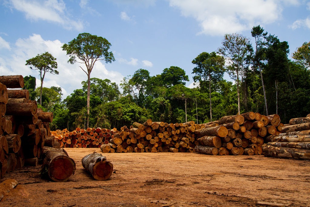 sawmill in brazil