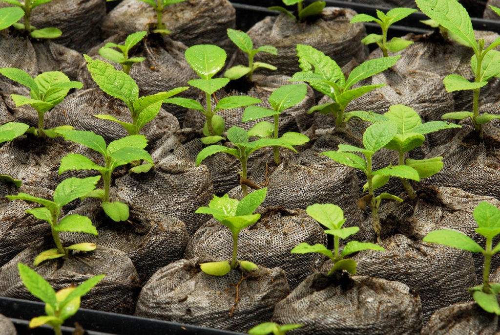 teak seedlings